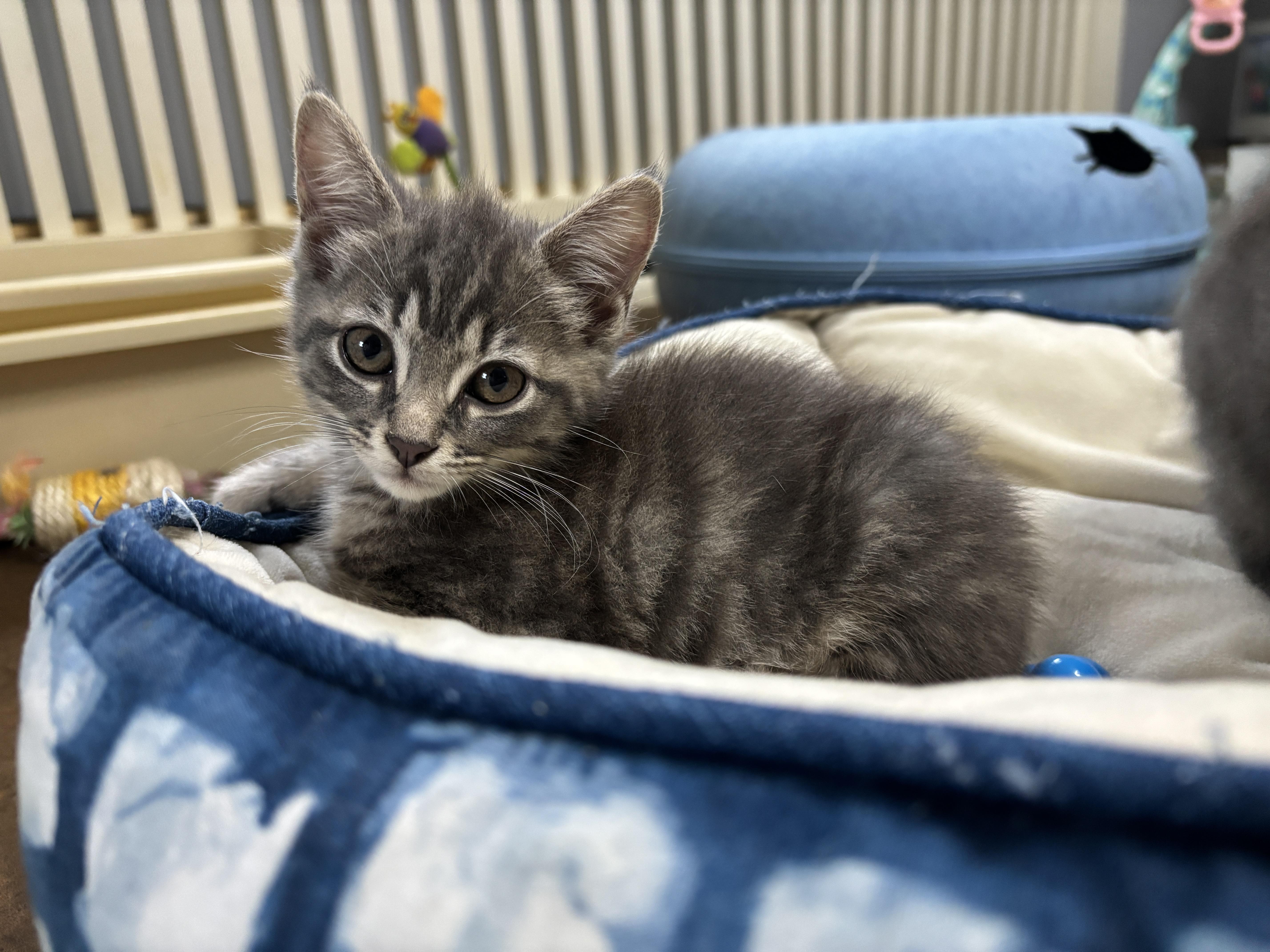 Paris, a ADOPTABLE mixed breed in Vineyard Haven, MA image 4/6