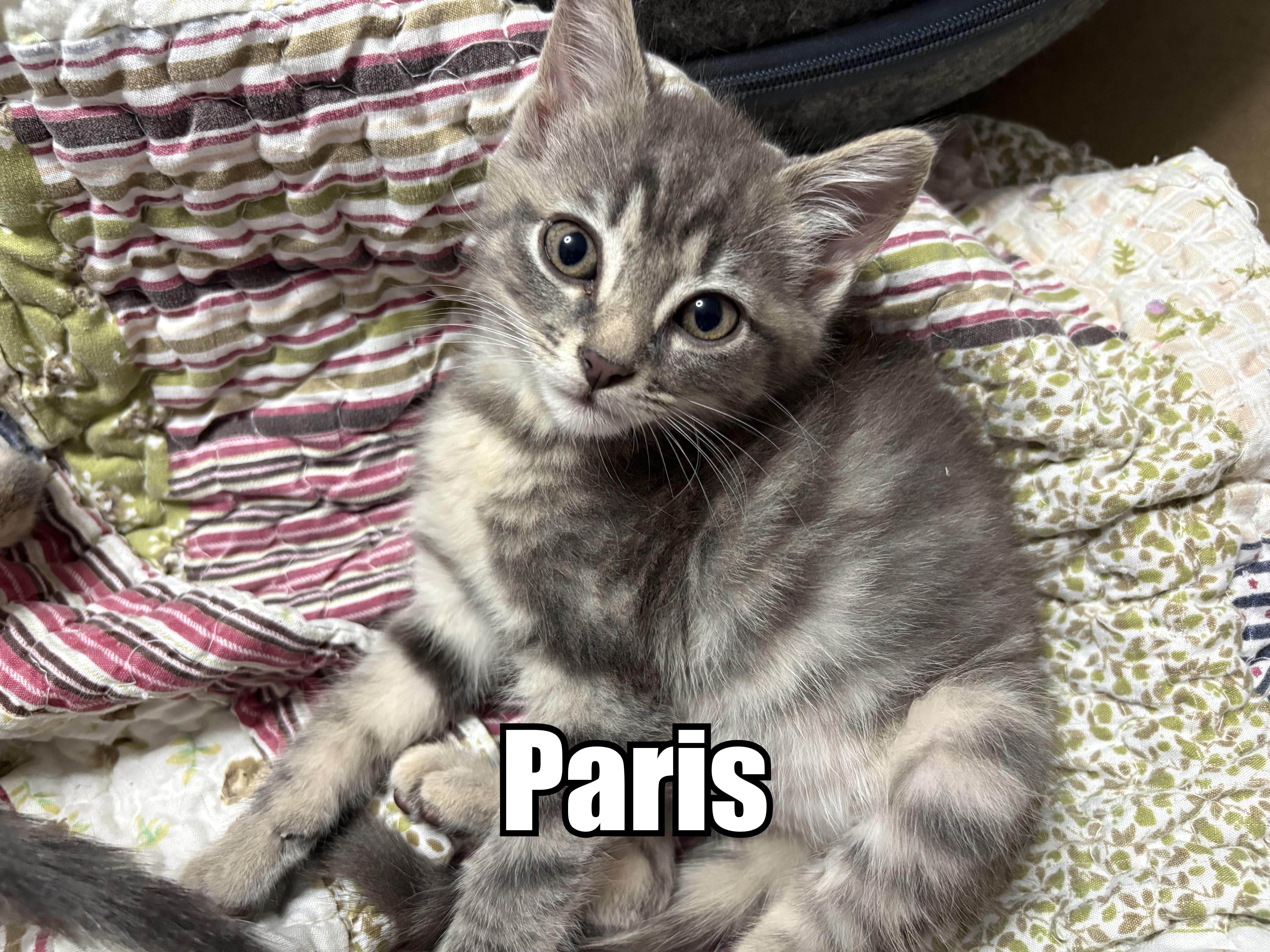 Paris, ADOPTABLE, Kitten Female Domestic Medium Hair.
