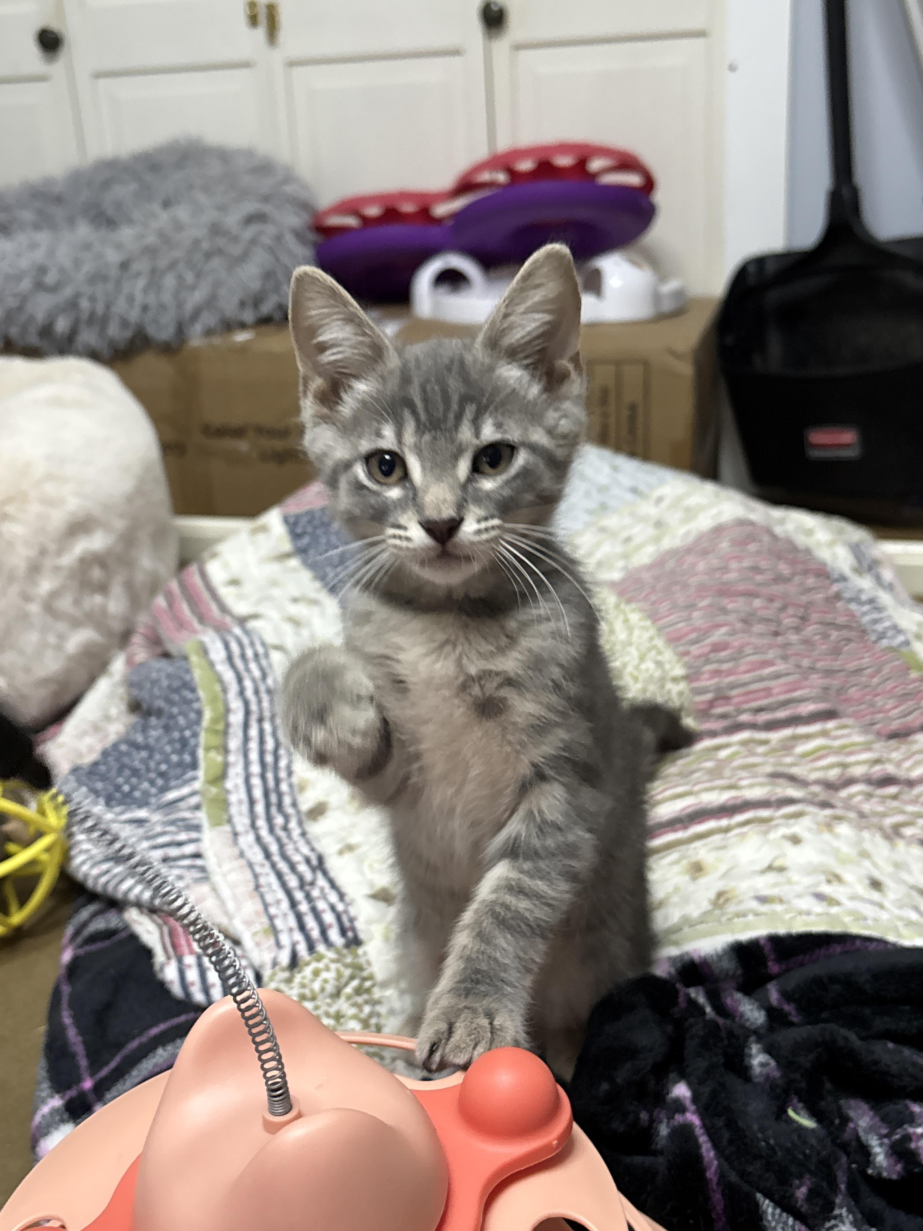Paris, a ADOPTABLE mixed breed in Vineyard Haven, MA image 3/6
