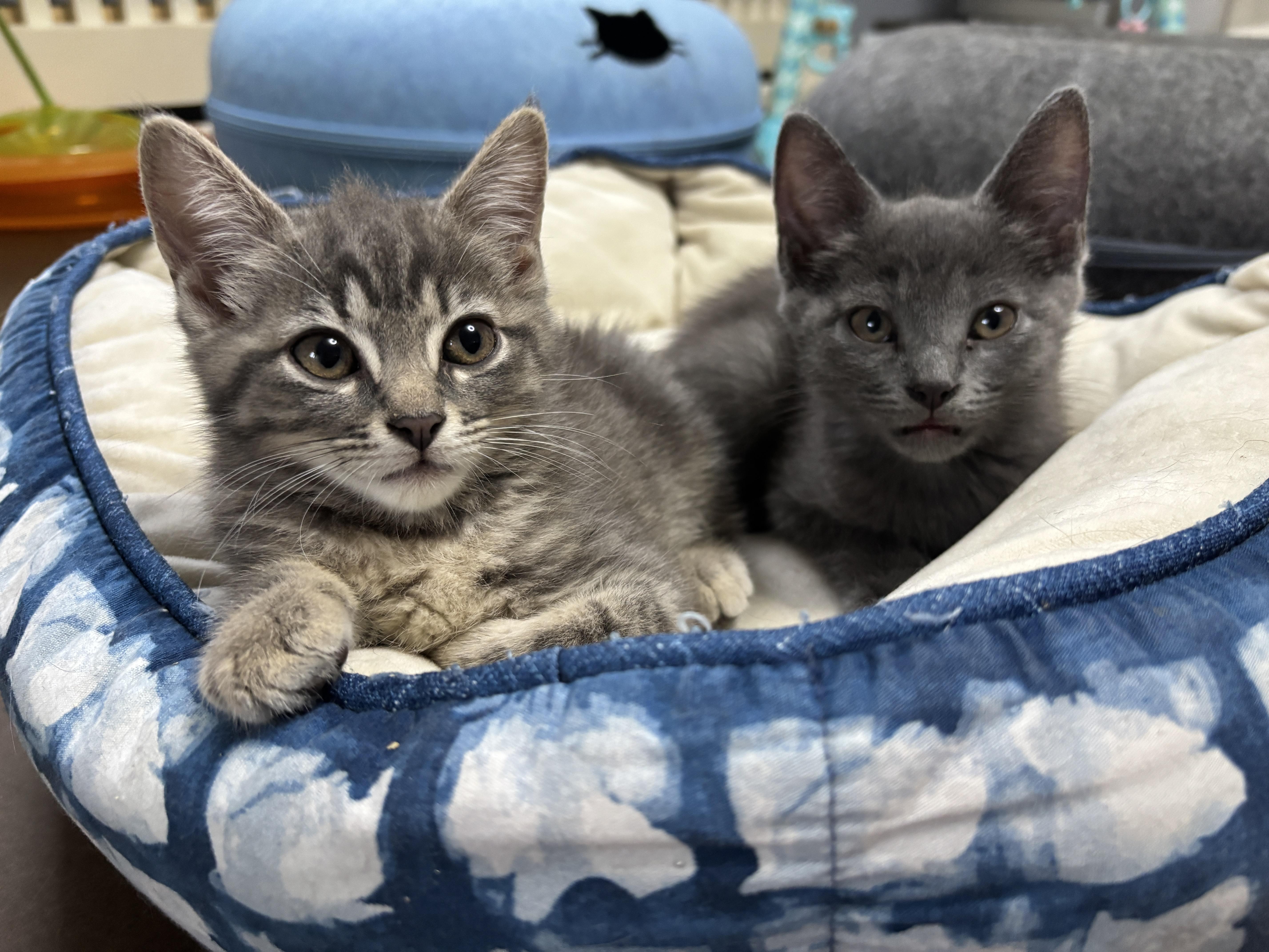 Paris, a ADOPTABLE mixed breed in Vineyard Haven, MA image 5/6