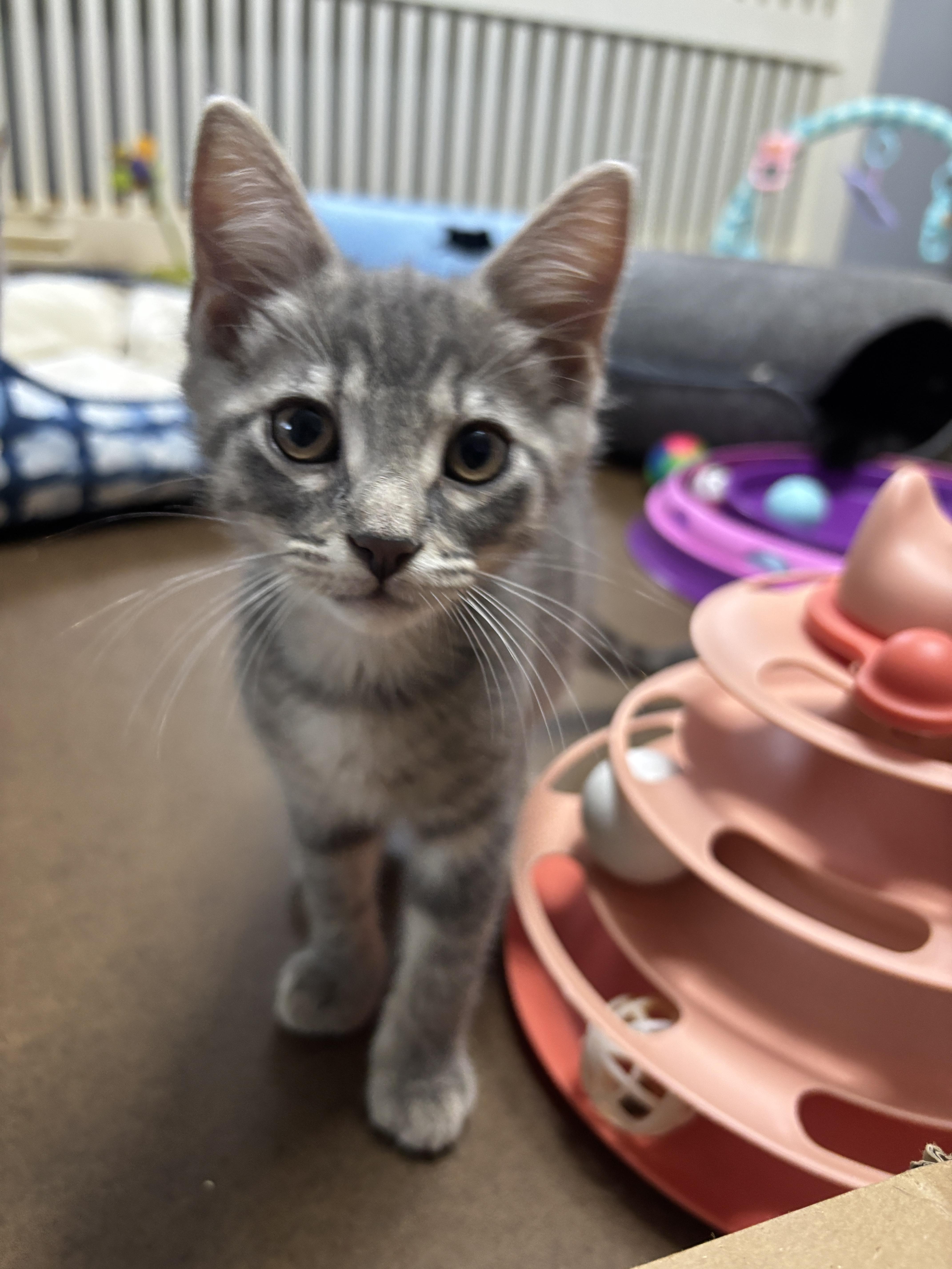 Paris, a ADOPTABLE mixed breed in Vineyard Haven, MA image 6/6