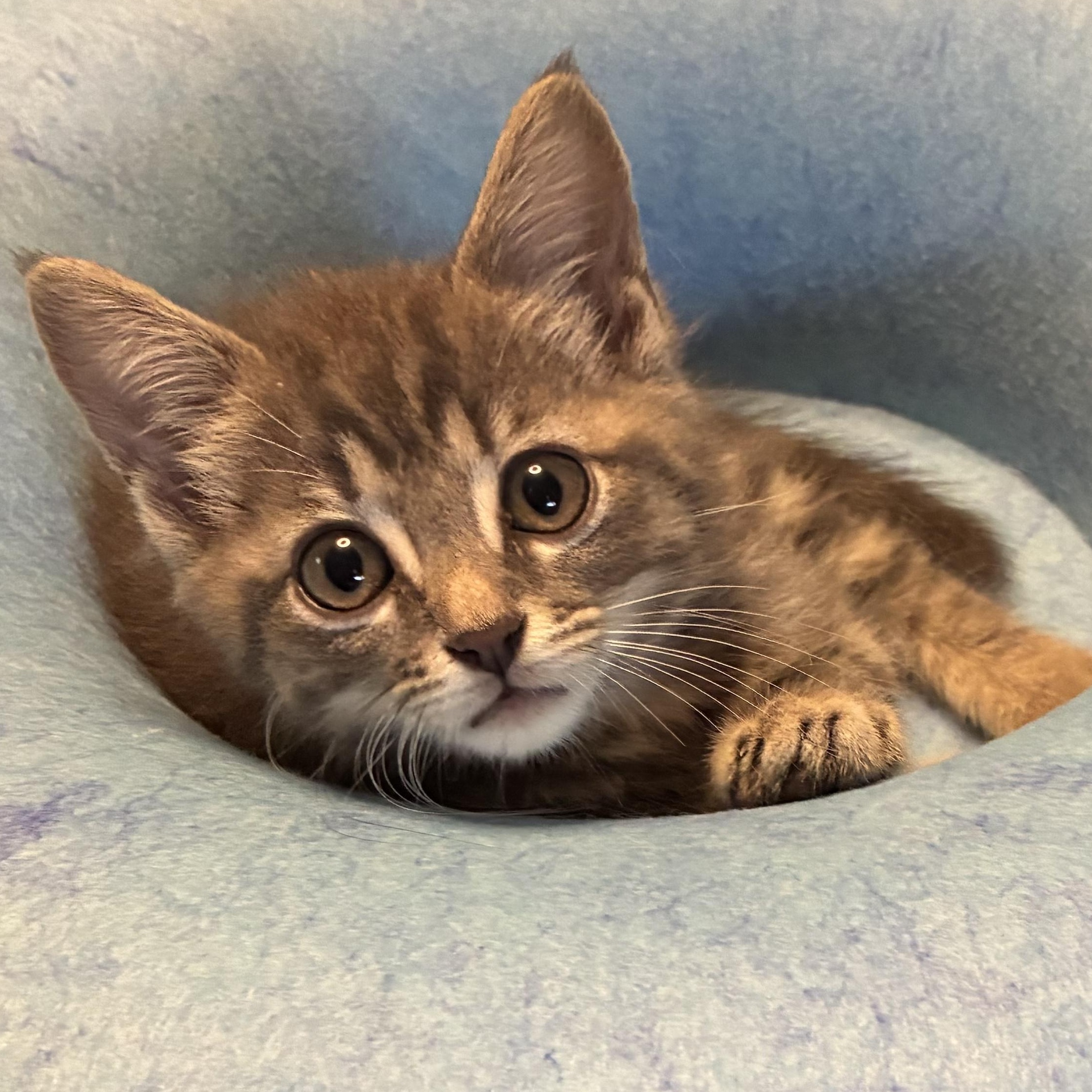 Paris, a ADOPTABLE mixed breed in Vineyard Haven, MA image 2/6