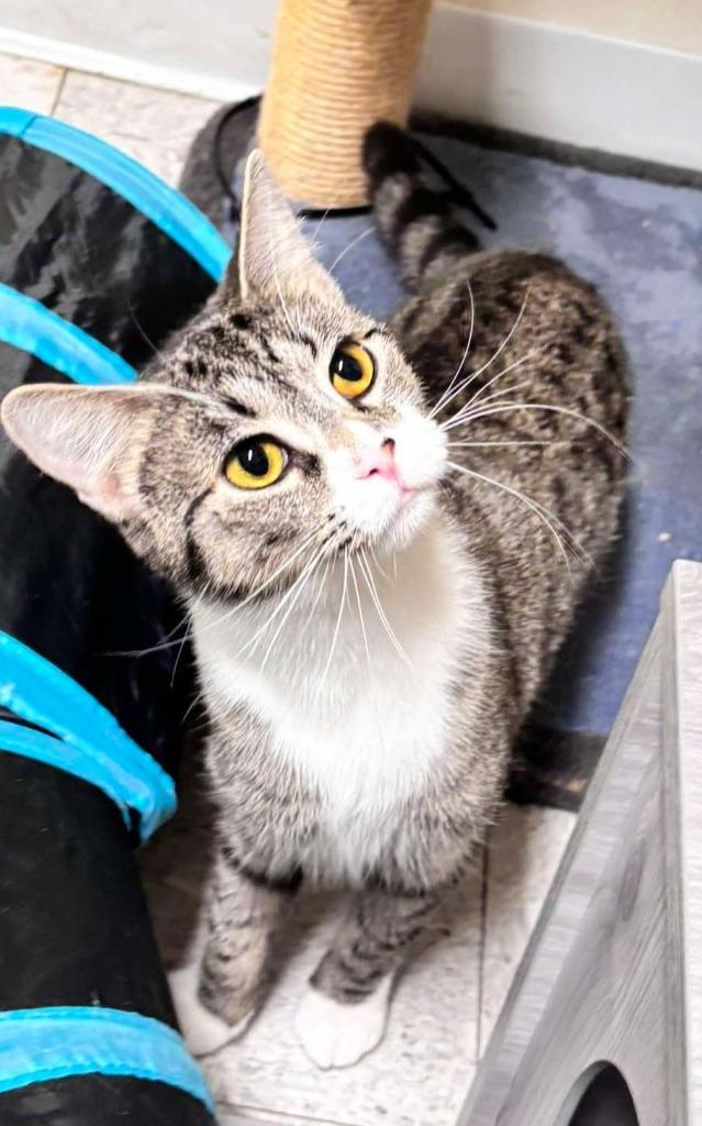 Duchess, Adoptable, Young Female Domestic Short Hair.