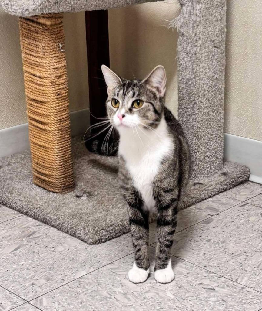 Enlarge Duchess, a Adoptable mixed breed in Sandusky, OH image 2/4