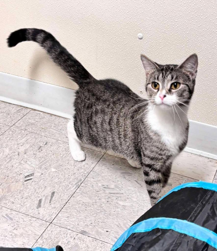 Duchess, Adoptable, Young Female Domestic Short Hair.