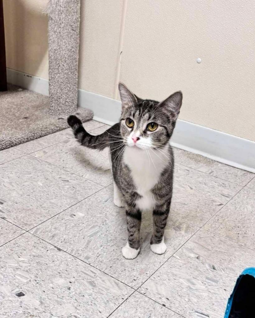 Duchess, a Adoptable mixed breed in Sandusky, OH image 3/4