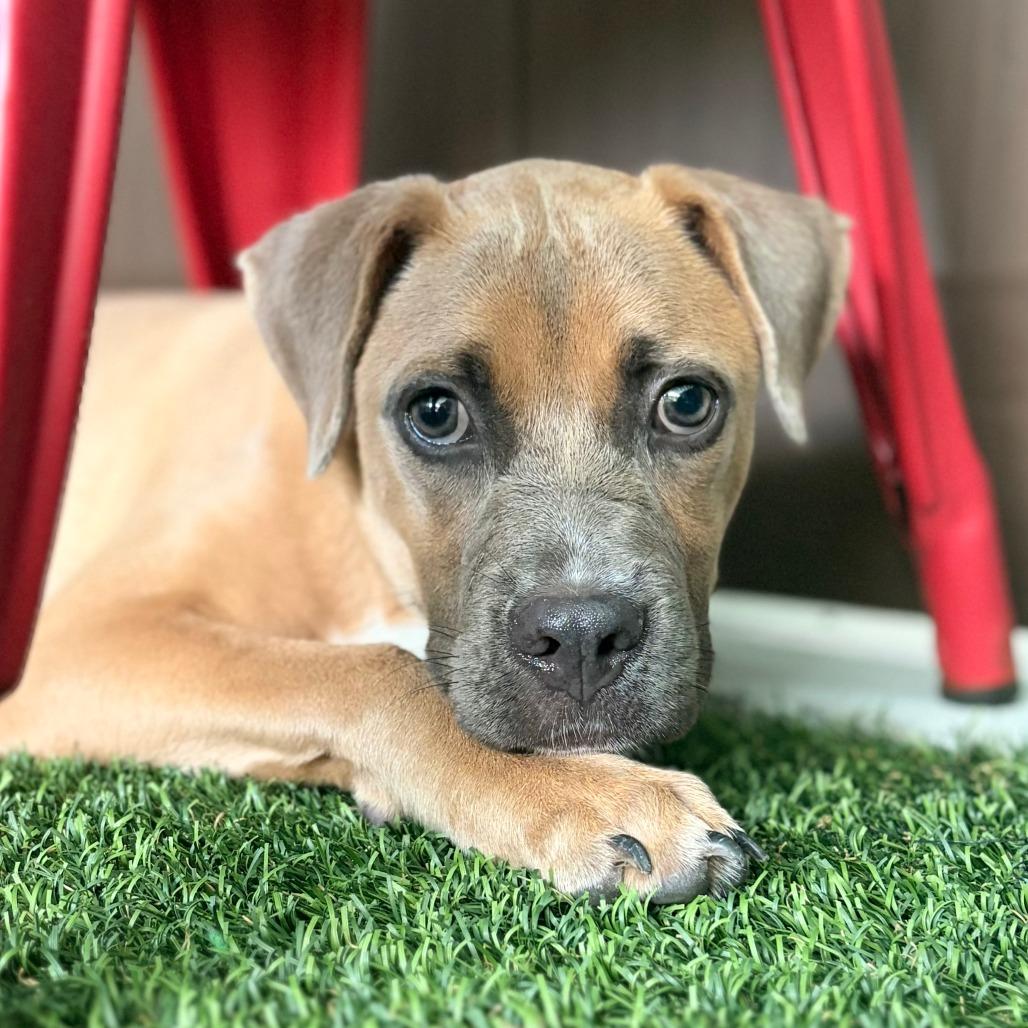 Haven, Adoptable, Puppy Female Mixed Breed.