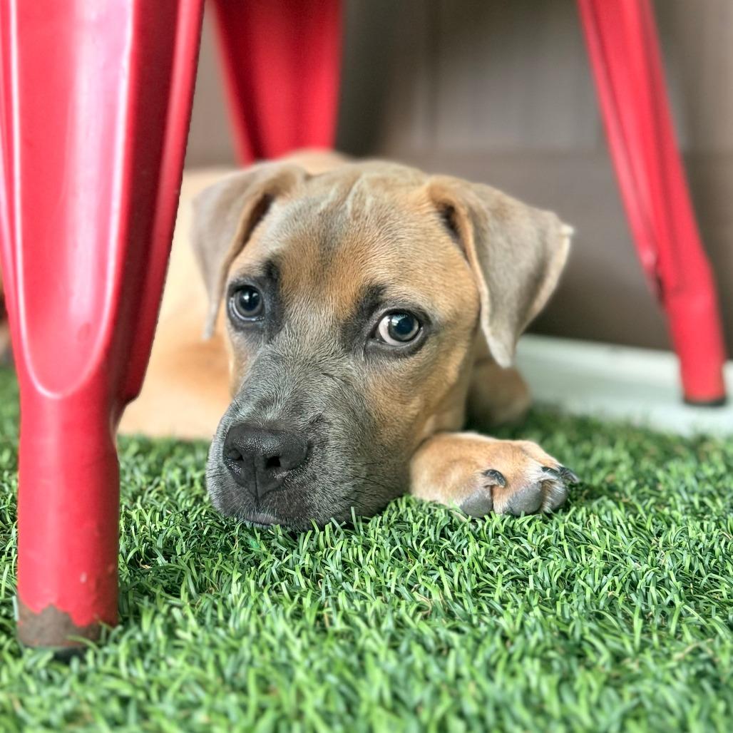 Enlarge Haven, a Adoptable Mixed Breed in Bradenton, FL image 2/4