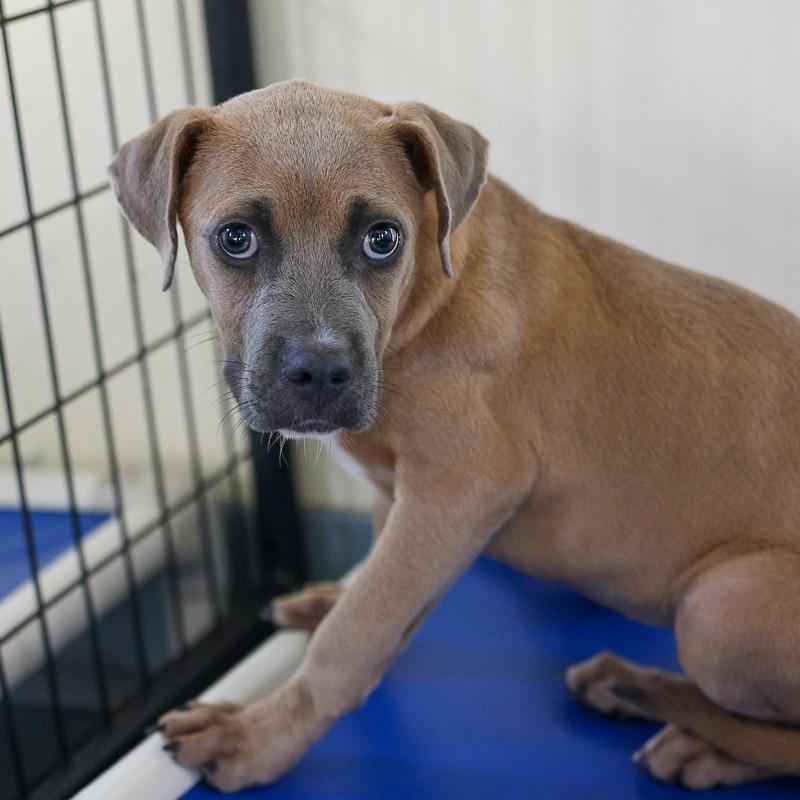 Haven, Adoptable, Puppy Female Mixed Breed.