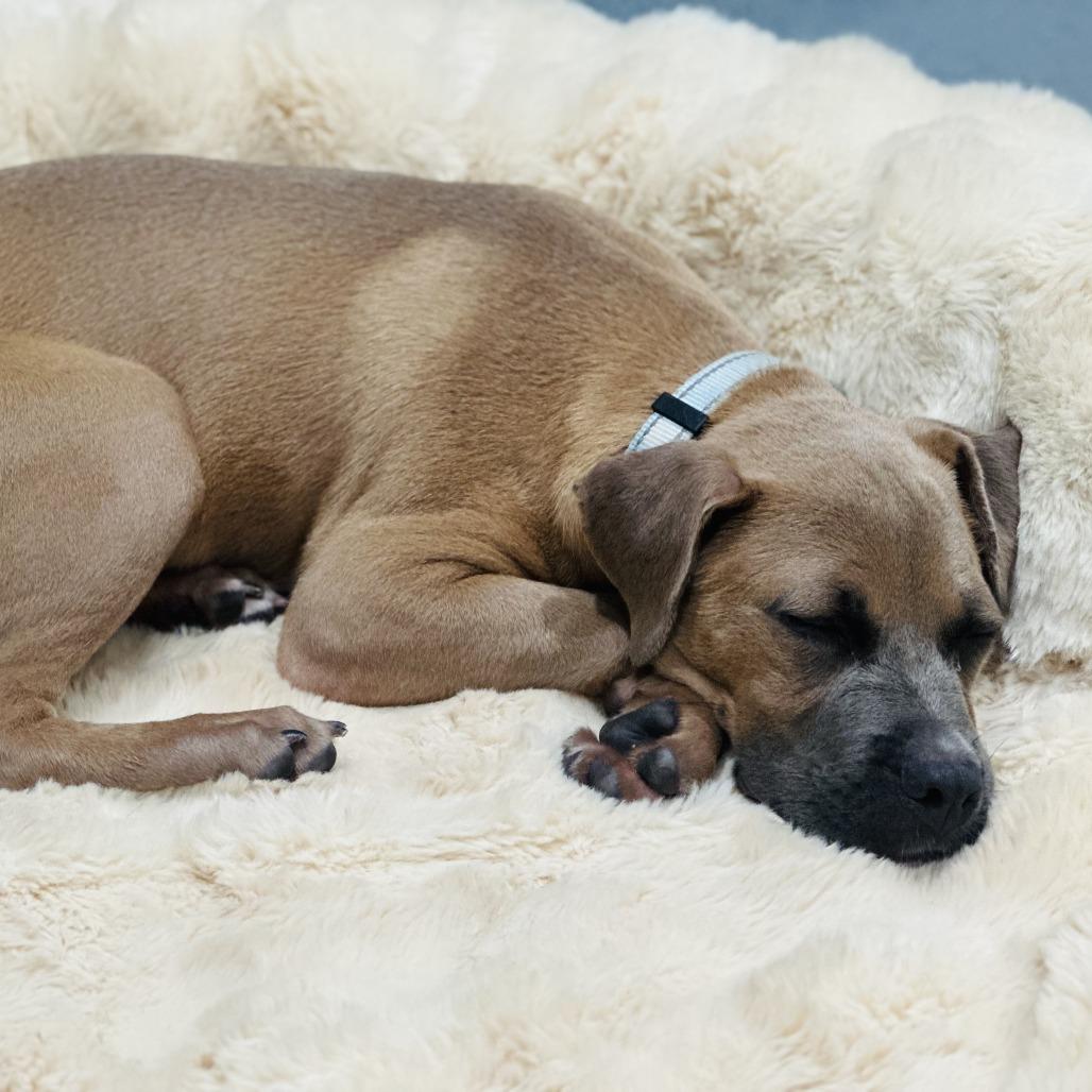 Enlarge Haven, a Adoptable Mixed Breed in Bradenton, FL image 3/4