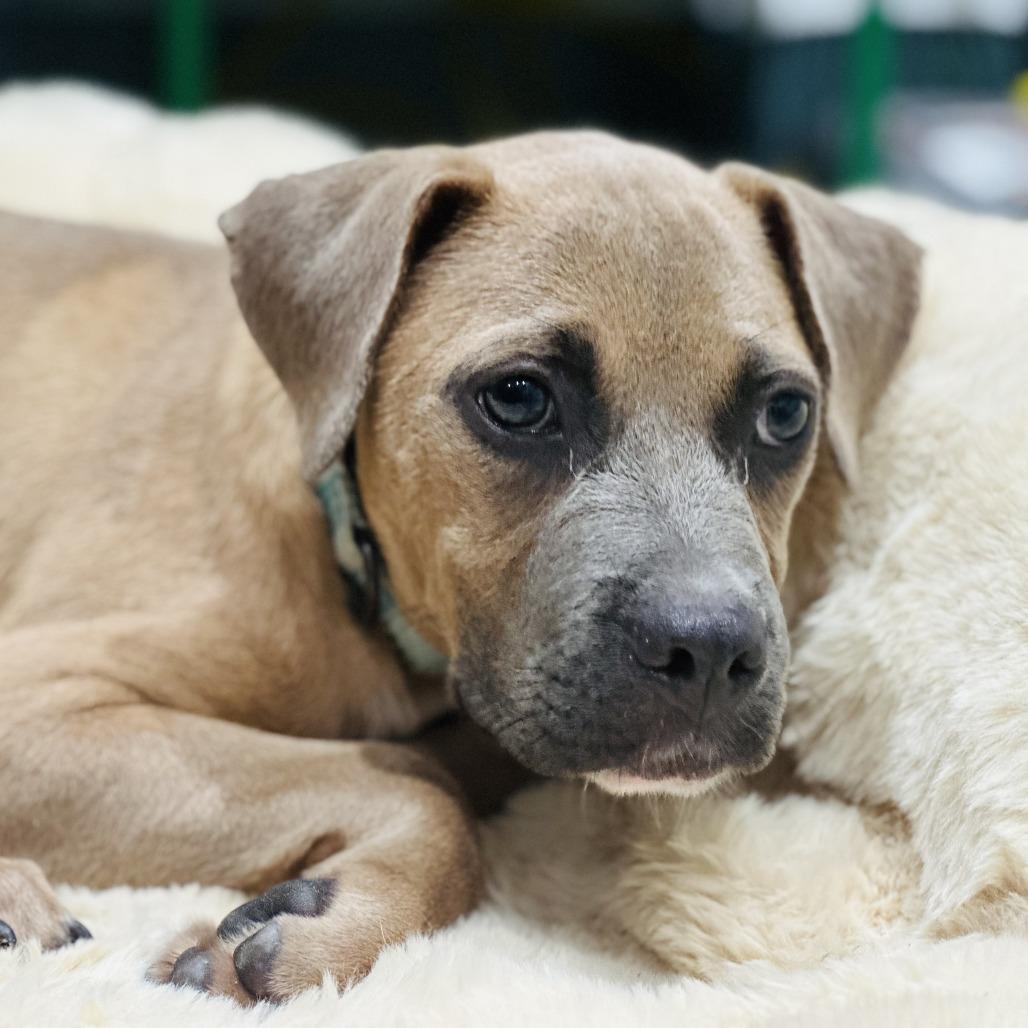Enlarge Haven, a Adoptable Mixed Breed in Bradenton, FL image 4/4