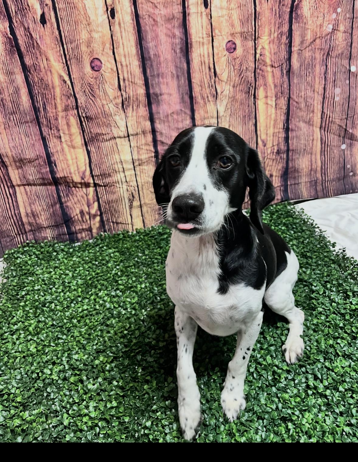 Iggy, ADOPTABLE, Adult Male Mixed Breed.