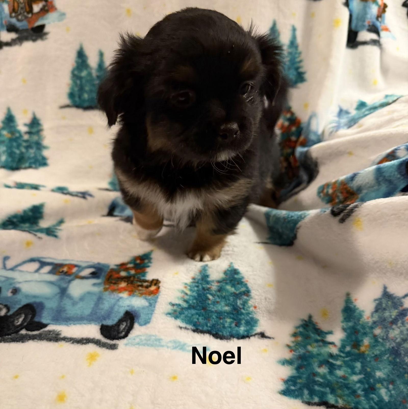 Noel, Adoptable, Young Female Spaniel.
