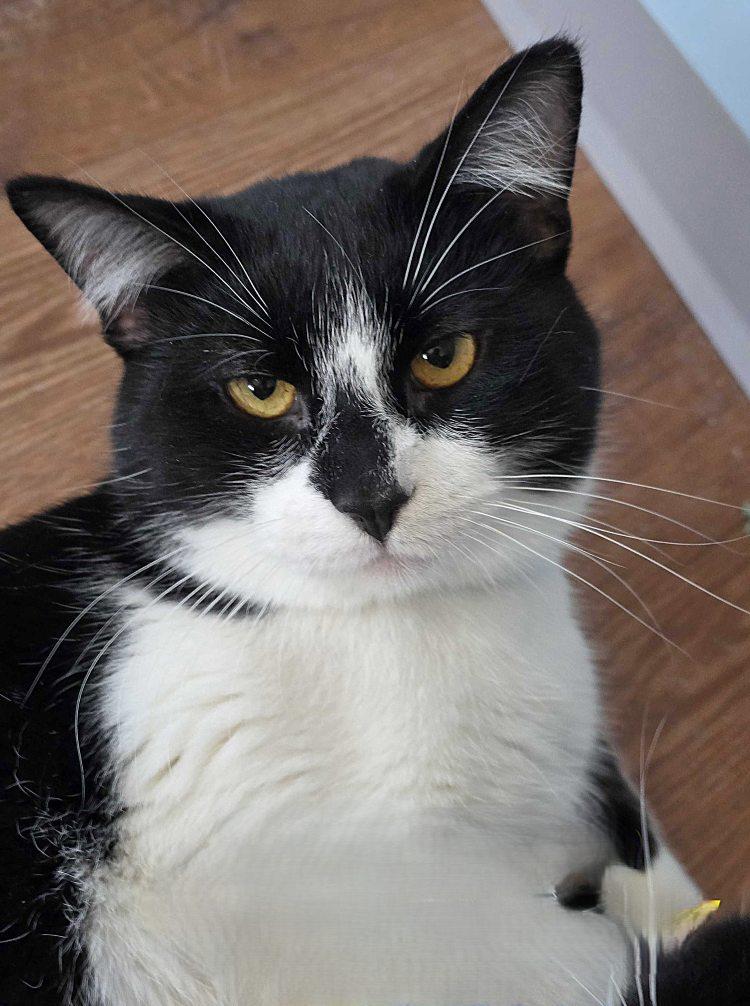 Enlarge Barry Burton, a Adoptable Domestic Short Hair in Colorado Springs, CO image 1/3