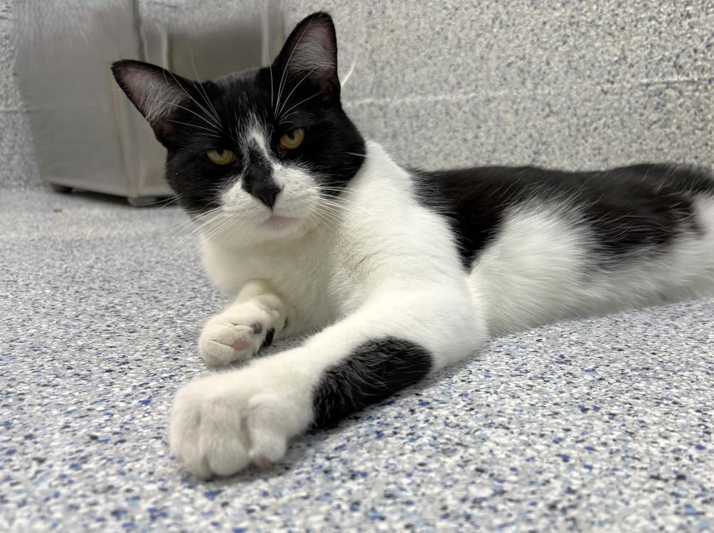 Enlarge Barry Burton, a Adoptable Domestic Short Hair in Colorado Springs, CO image 2/3