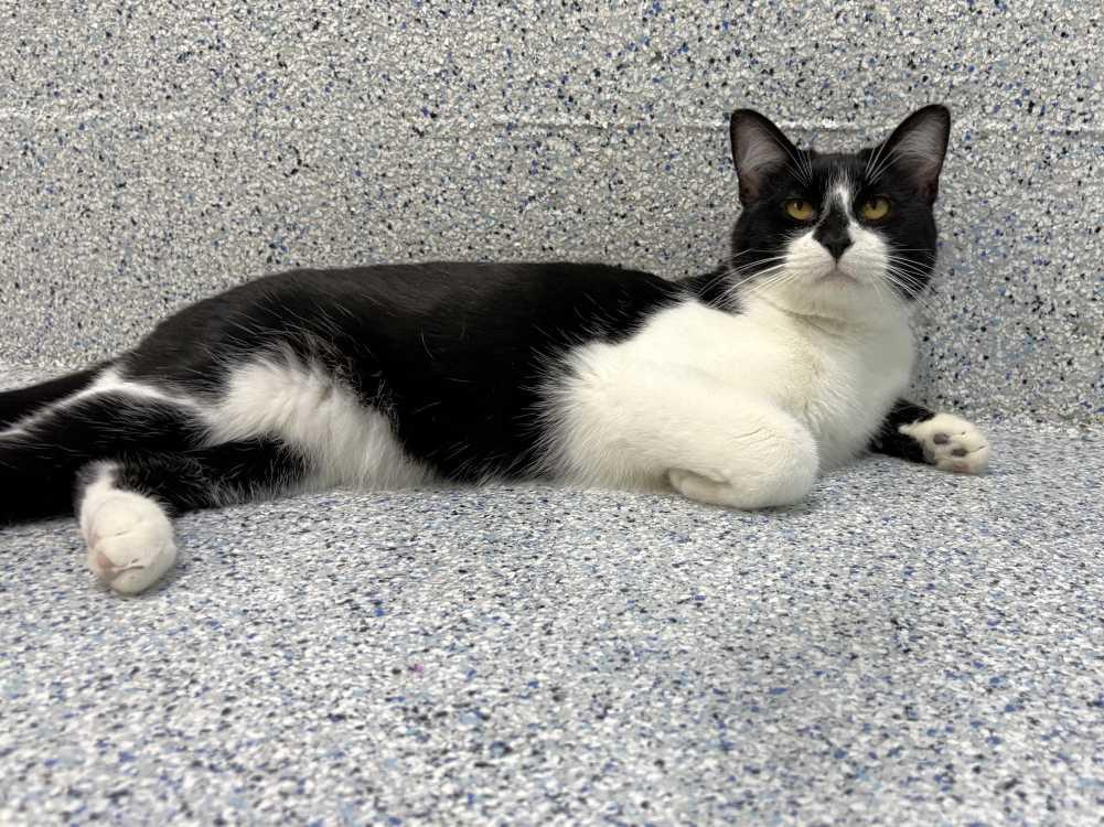 Enlarge Barry Burton, a Adoptable Domestic Short Hair in Colorado Springs, CO image 3/3