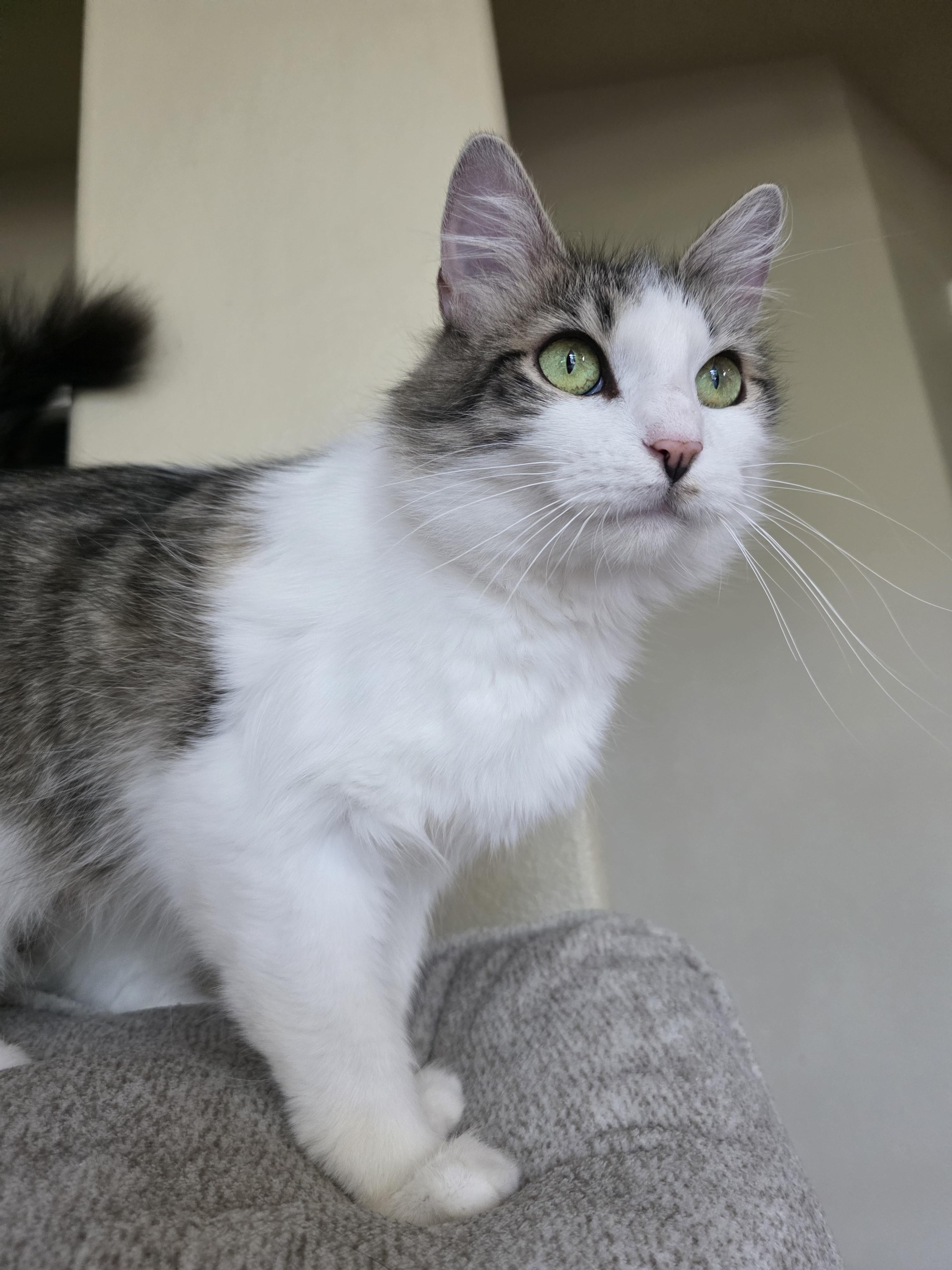 Astrid, Adoptable, Adult Female Domestic Long Hair.