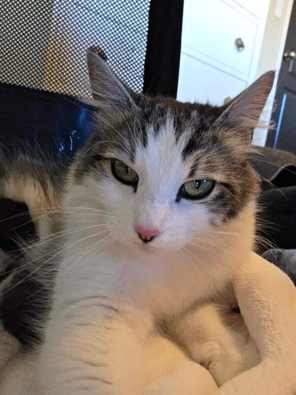 Astrid, a Adoptable Domestic Long Hair in Kennewick, WA image 2/2