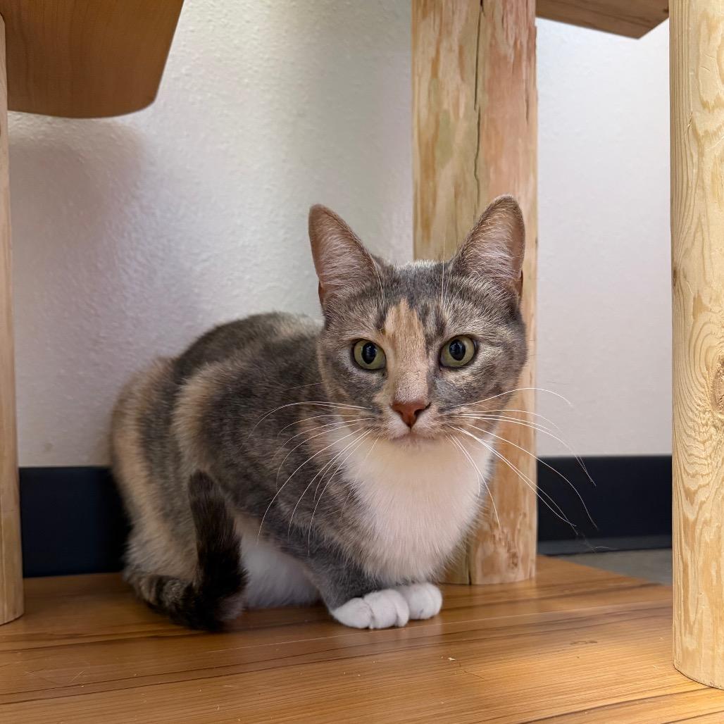 Enlarge Misty, a Adoptable Domestic Short Hair in Cody, WY image 2/4