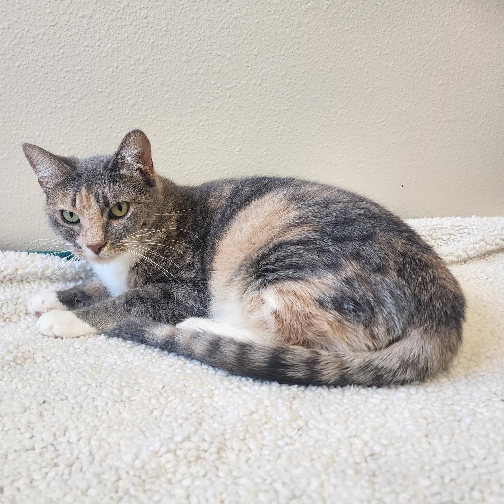 Enlarge Misty, a Adoptable Domestic Short Hair in Cody, WY image 3/4