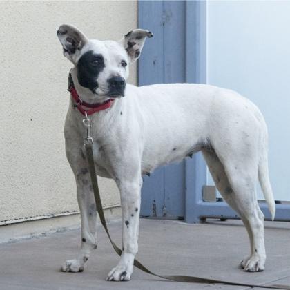 Speckle, a Adoptable mixed breed in San Francisco, CA image 1/3