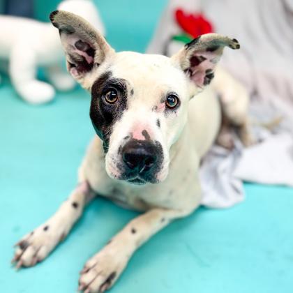 Speckle, a Adoptable mixed breed in San Francisco, CA image 2/3