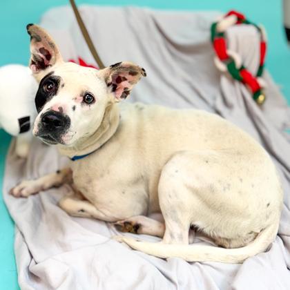 Speckle, a Adoptable mixed breed in San Francisco, CA image 3/3