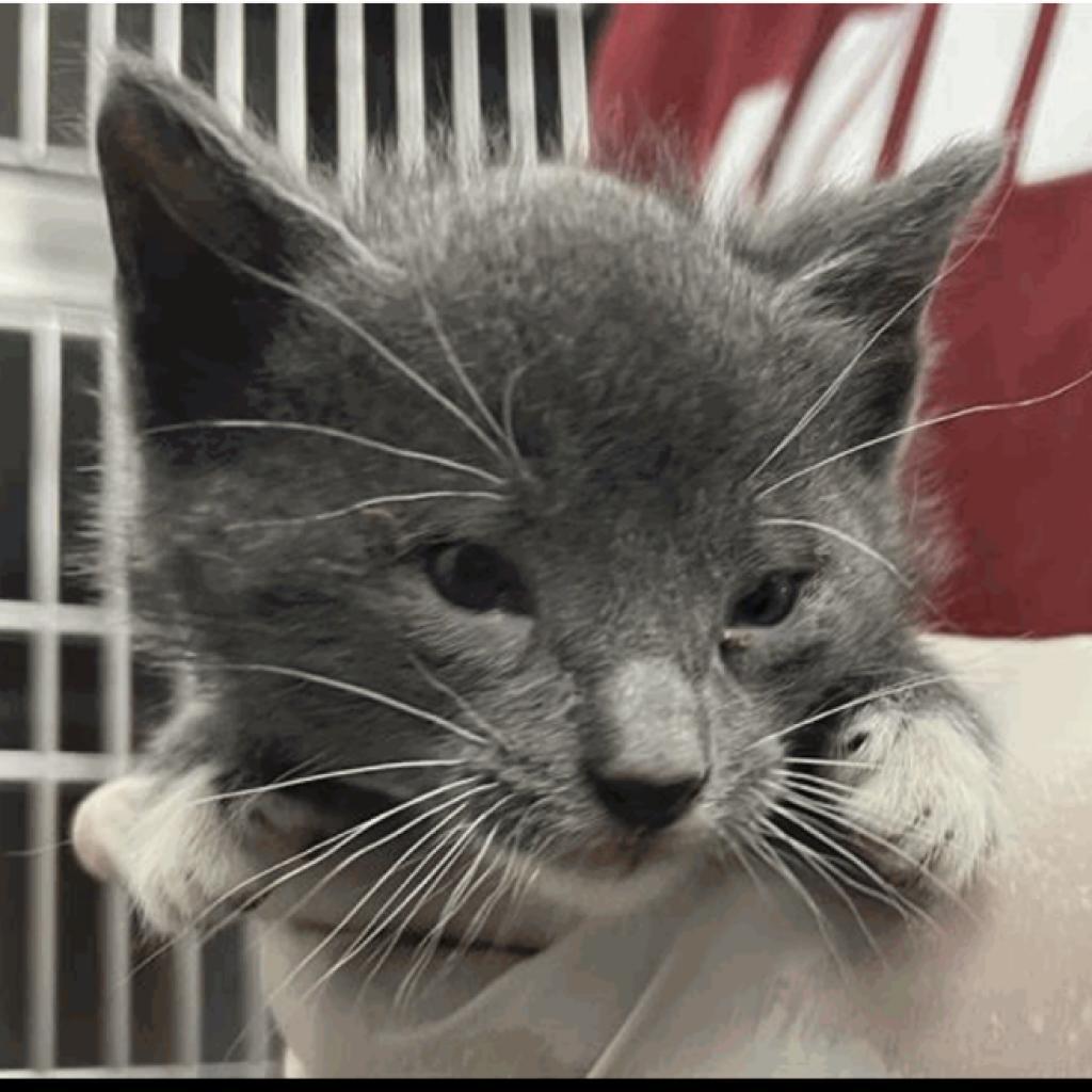 Peter Brady, Adoptable, Adult Male Domestic Short Hair.