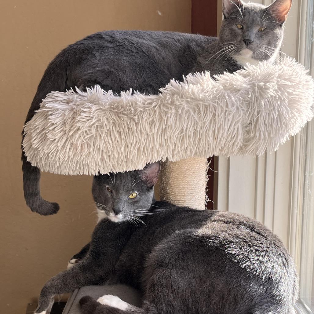 Peter Brady, a Adoptable Domestic Short Hair in Pacific Grove, CA image 2/5