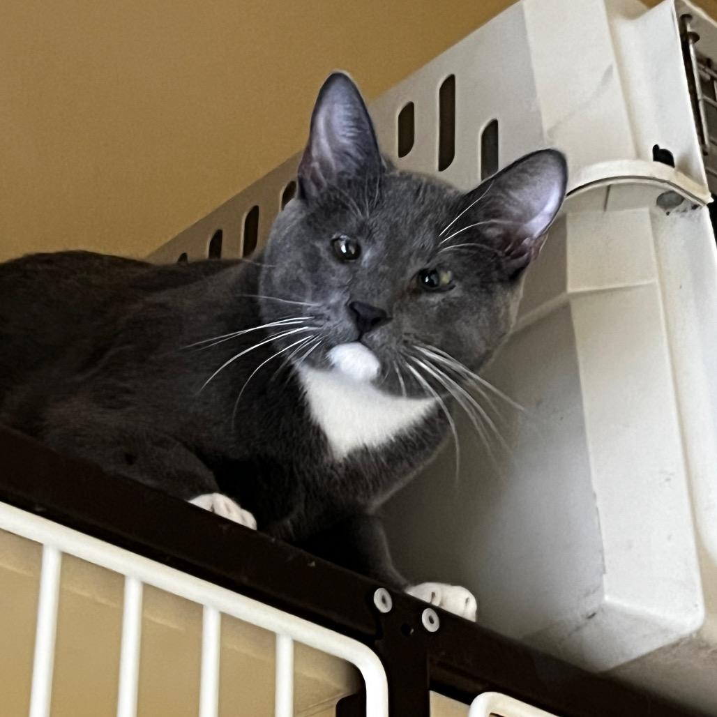 Peter Brady, a Adoptable Domestic Short Hair in Pacific Grove, CA image 3/5