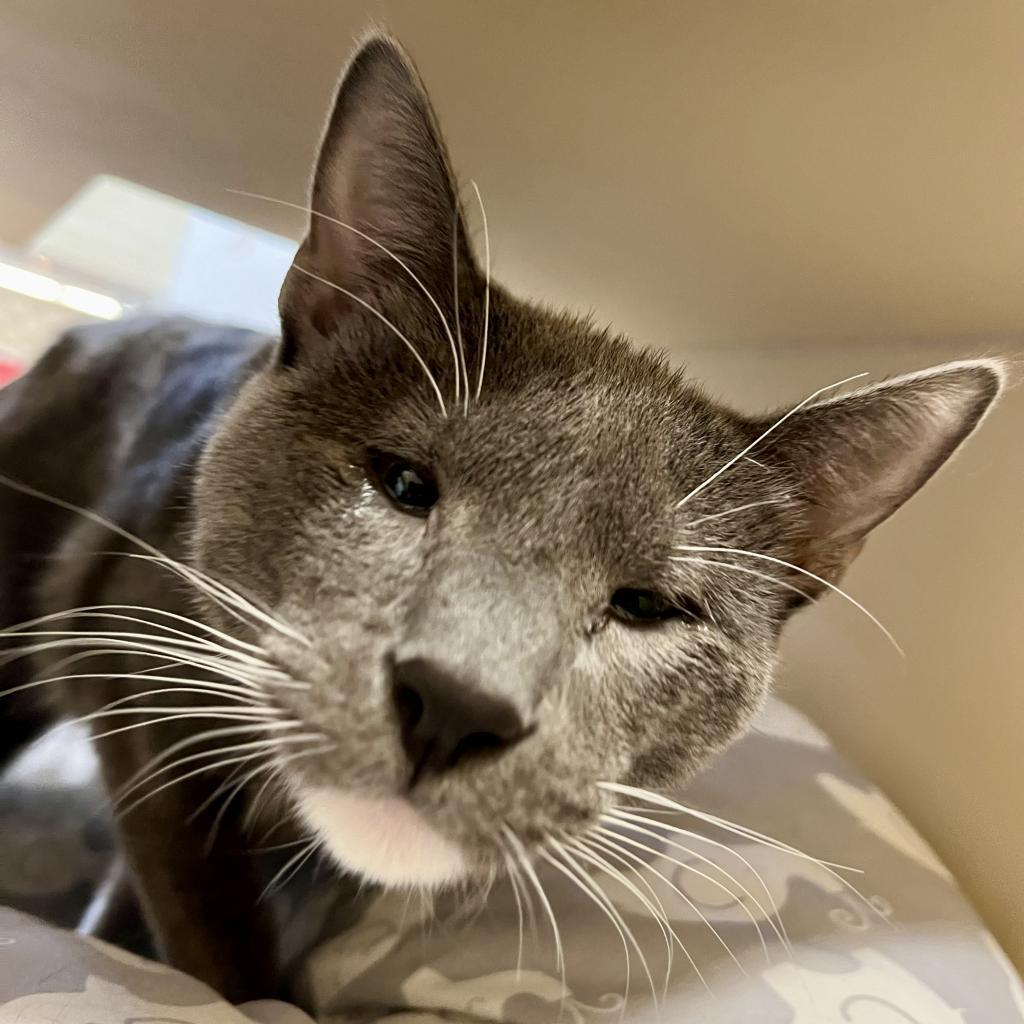 Enlarge Peter Brady, a Adoptable Domestic Short Hair in Pacific Grove, CA image 2/6