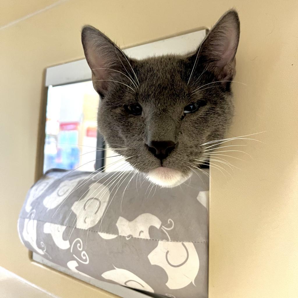 Enlarge Peter Brady, a Adoptable Domestic Short Hair in Pacific Grove, CA image 3/6