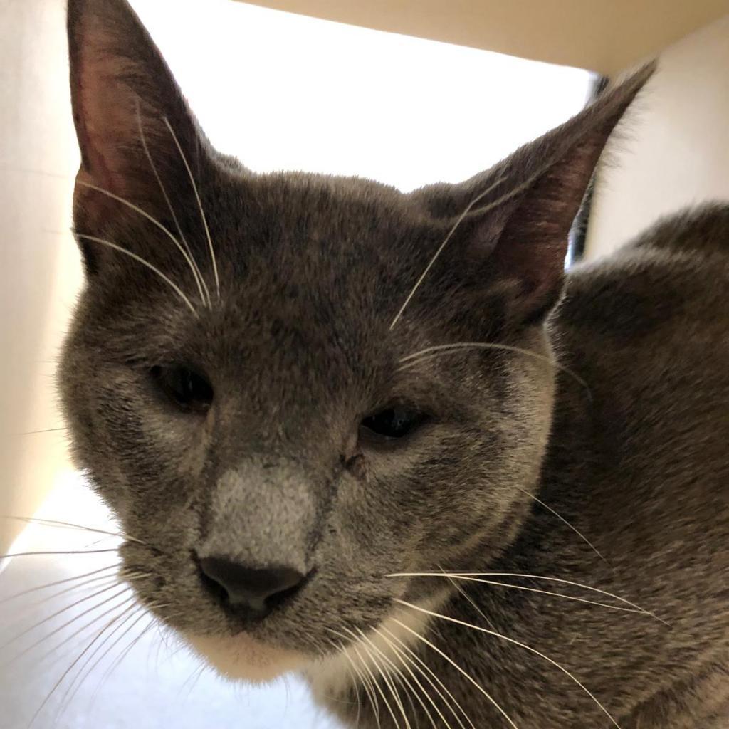 Enlarge Peter Brady, a Adoptable Domestic Short Hair in Pacific Grove, CA image 4/6