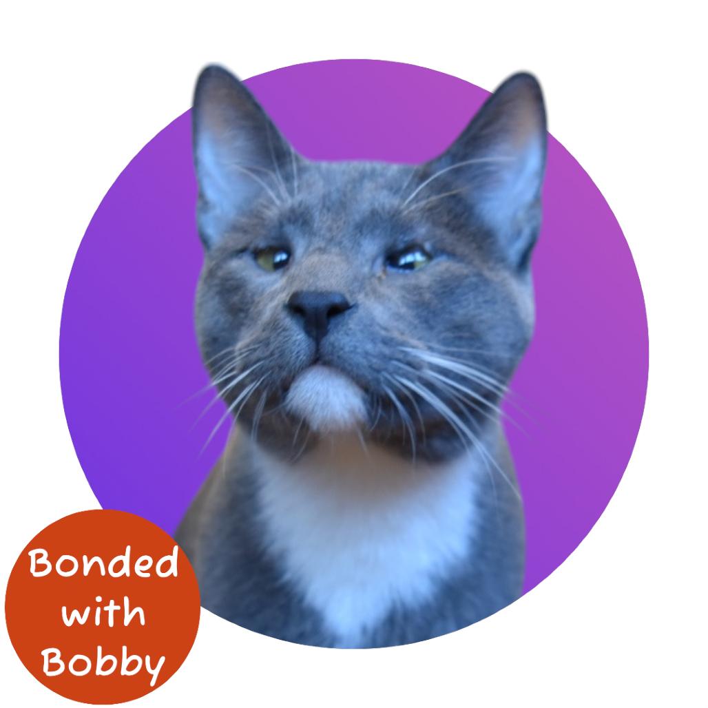 Enlarge Peter Brady, a Adoptable Domestic Short Hair in Pacific Grove, CA image 5/6