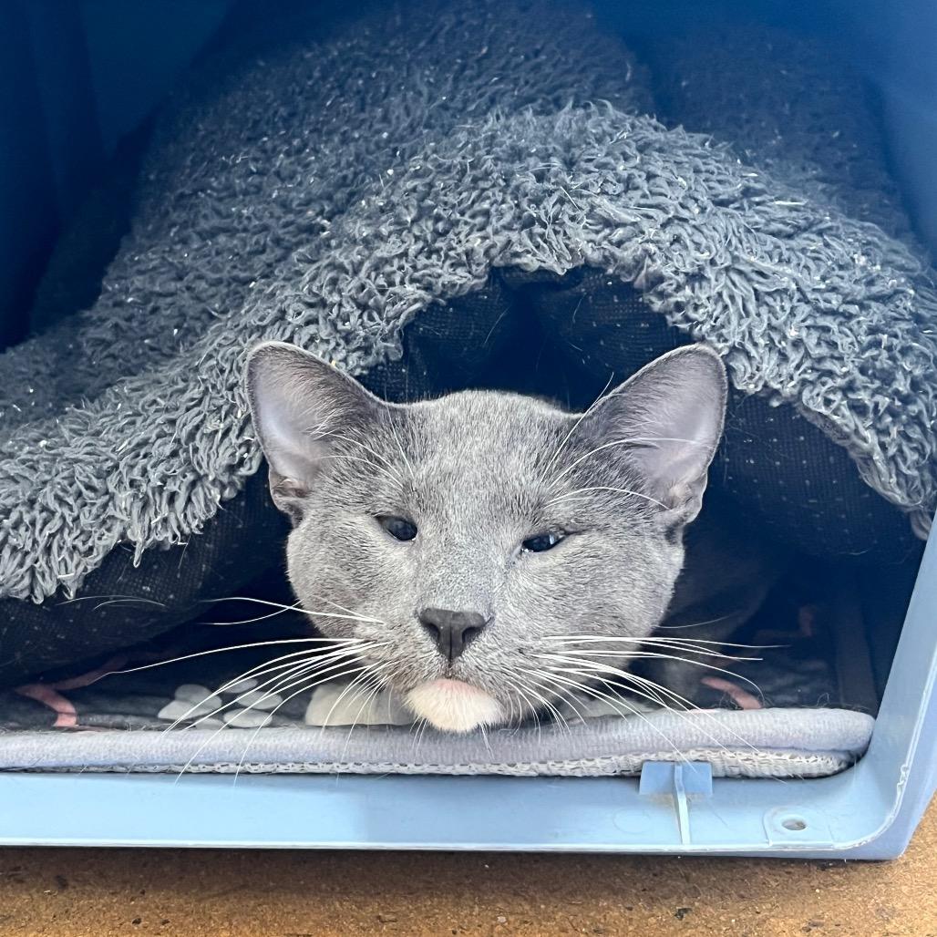 Enlarge Peter Brady, a Adoptable Domestic Short Hair in Pacific Grove, CA image 6/6