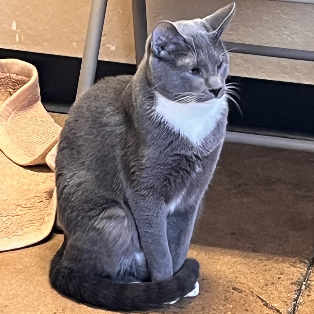 Peter Brady, a Adoptable Domestic Short Hair in Pacific Grove, CA image 5/5