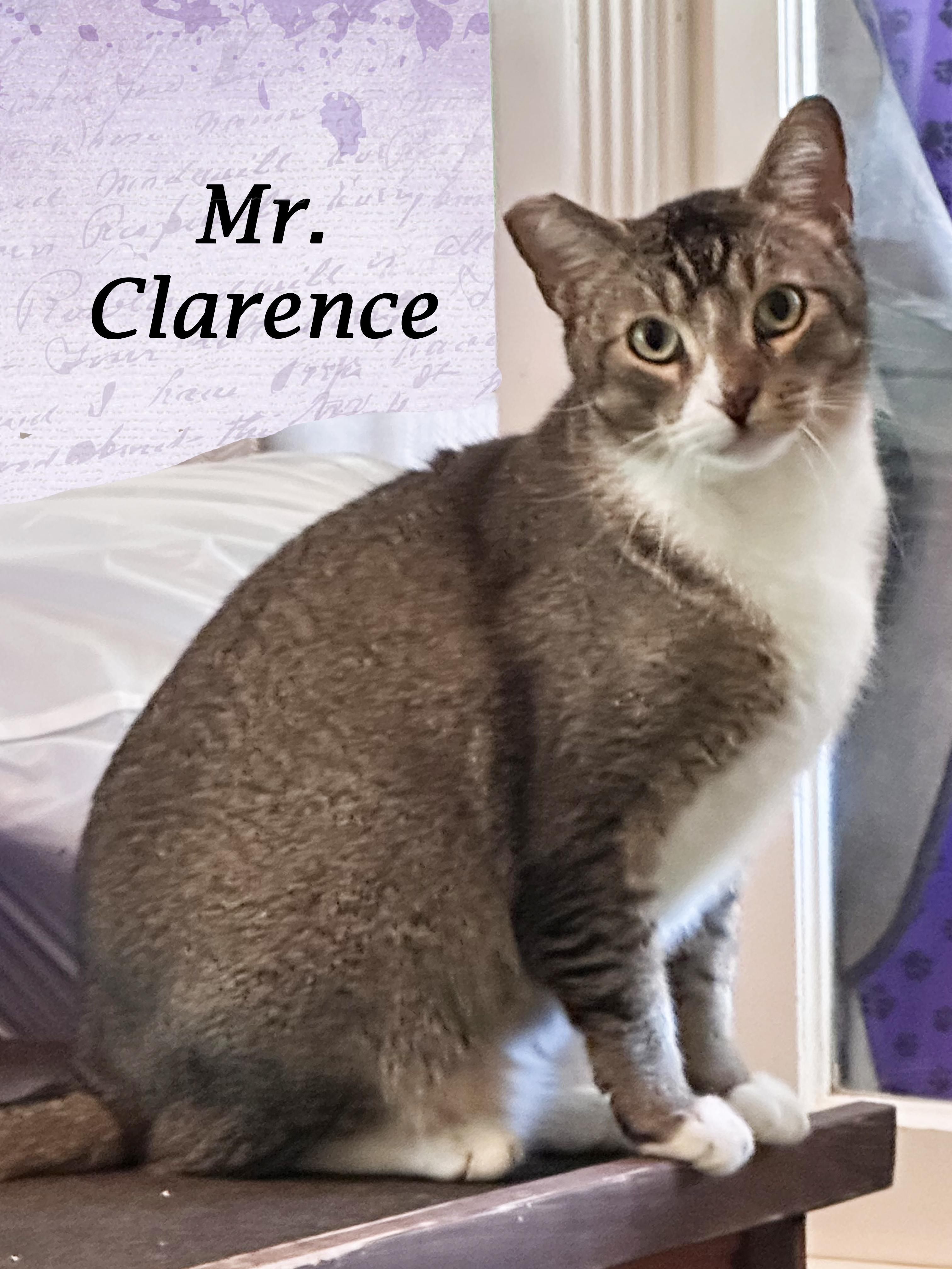 Enlarge Mr. Clarence, a Adoptable mixed breed in Monrovia, CA image 4/6