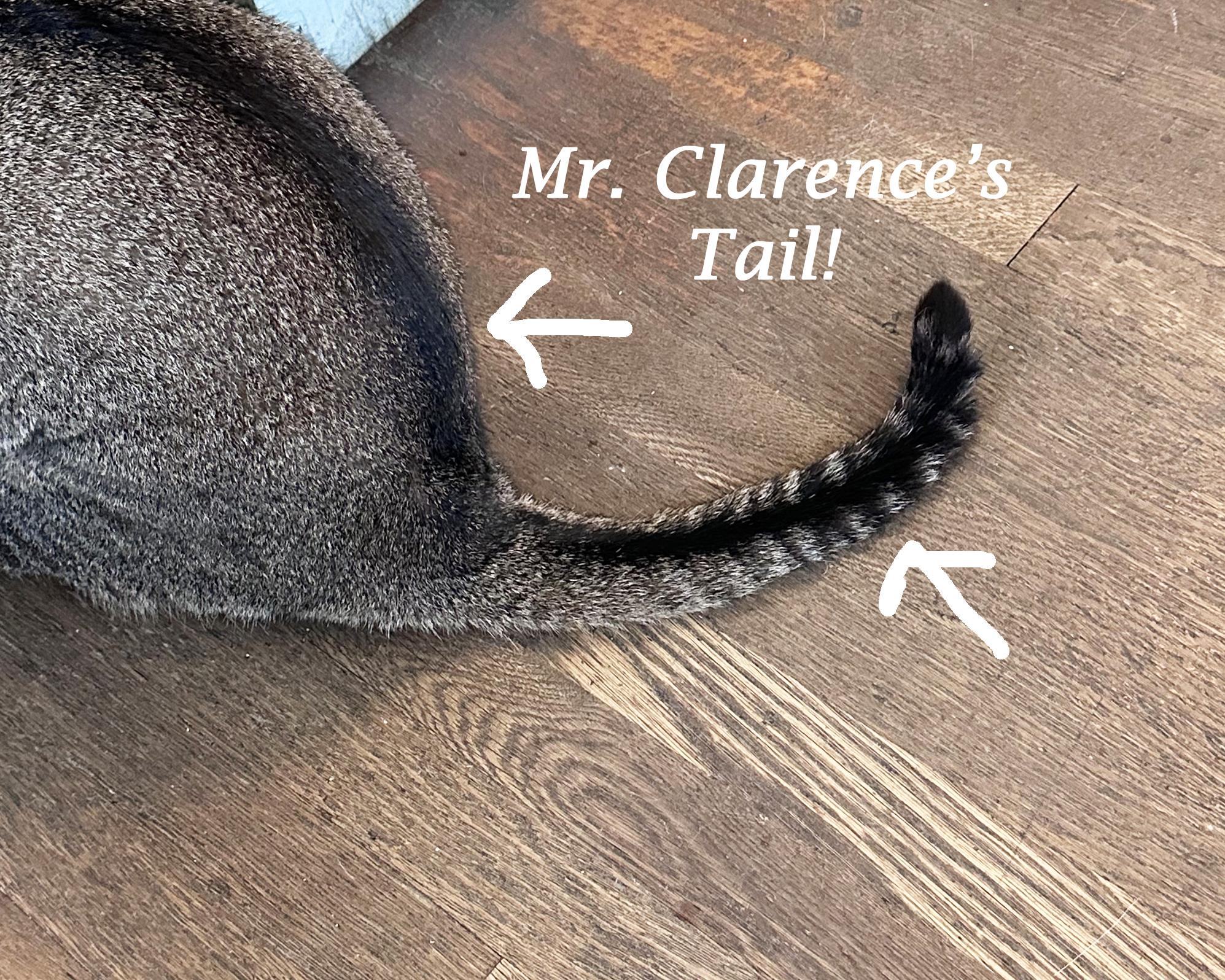 Enlarge Mr. Clarence, a Adoptable mixed breed in Monrovia, CA image 6/6