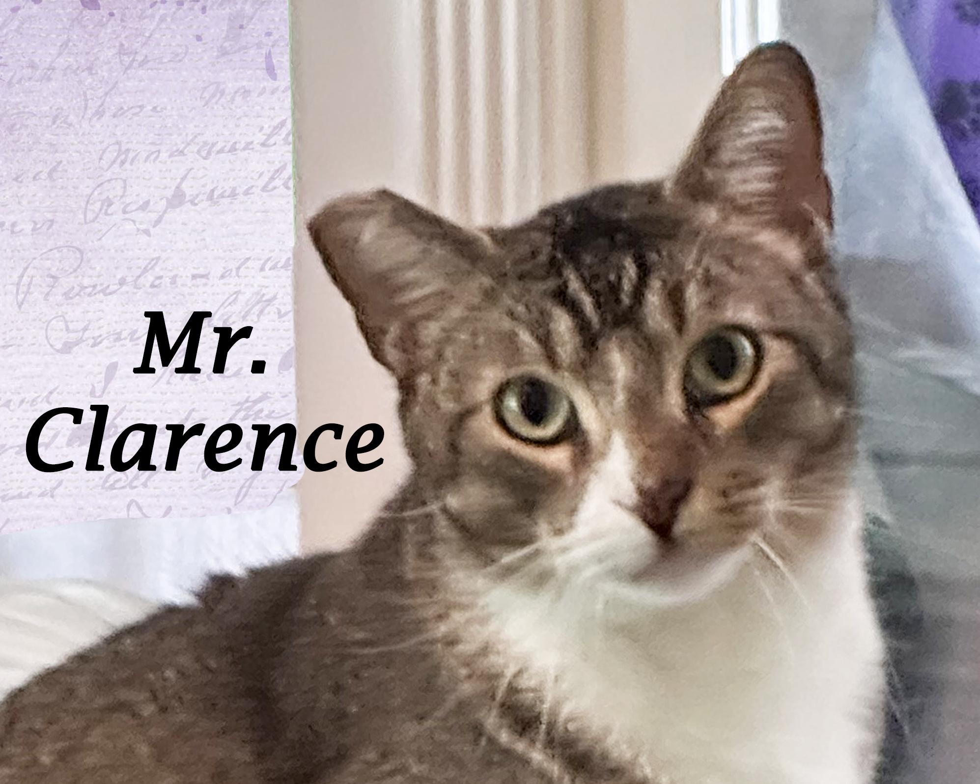 Mr. Clarence, an adoptable Abyssinian, Tabby in Monrovia, CA, 91016 | Photo Image 2
