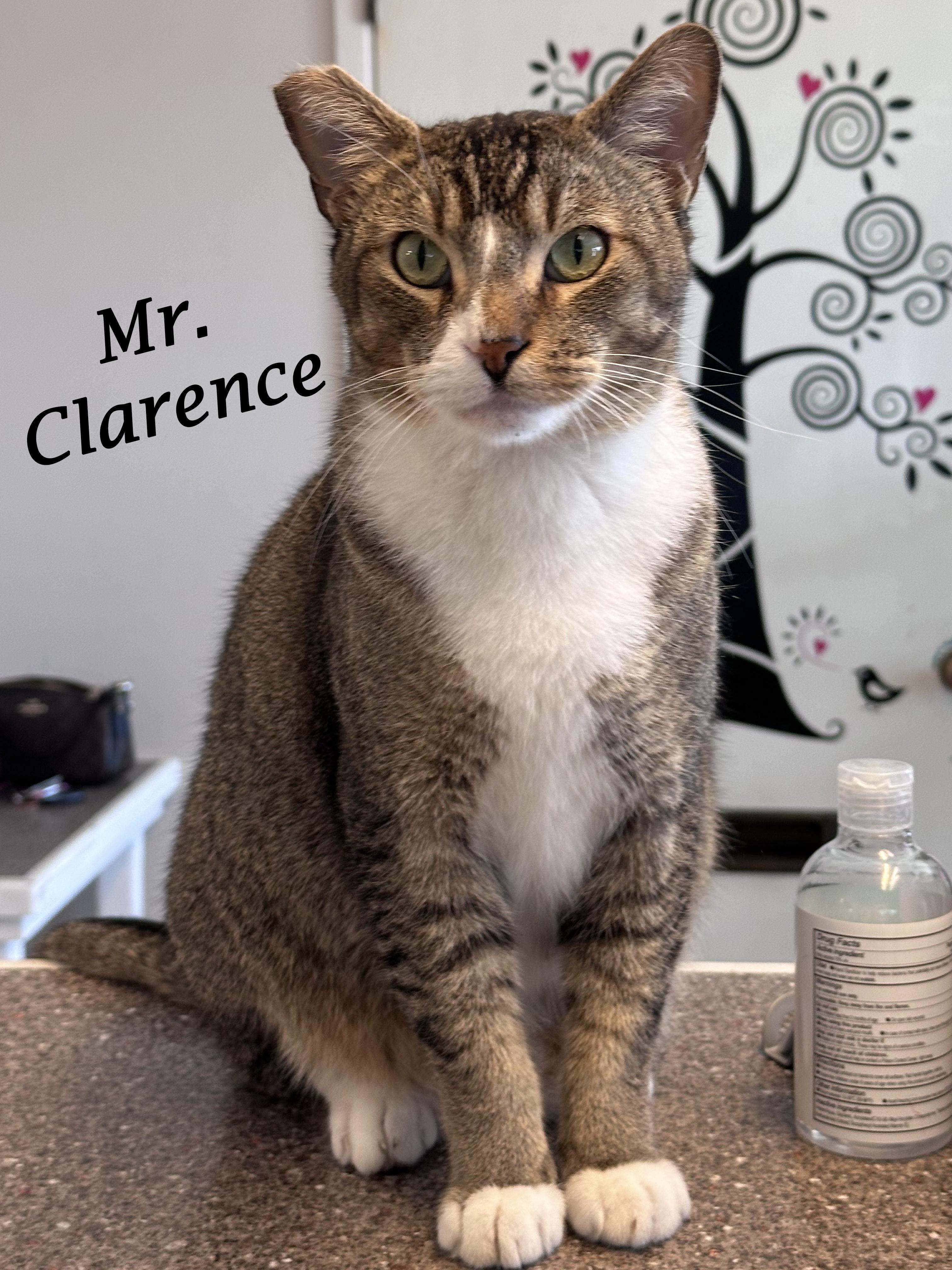 Enlarge Mr. Clarence, a Adoptable mixed breed in Monrovia, CA image 5/6