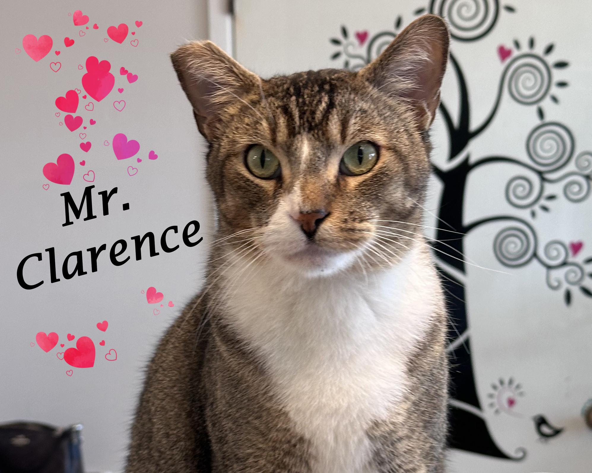 Mr. Clarence, an adoptable Abyssinian, Tabby in Monrovia, CA, 91016 | Photo Image 1