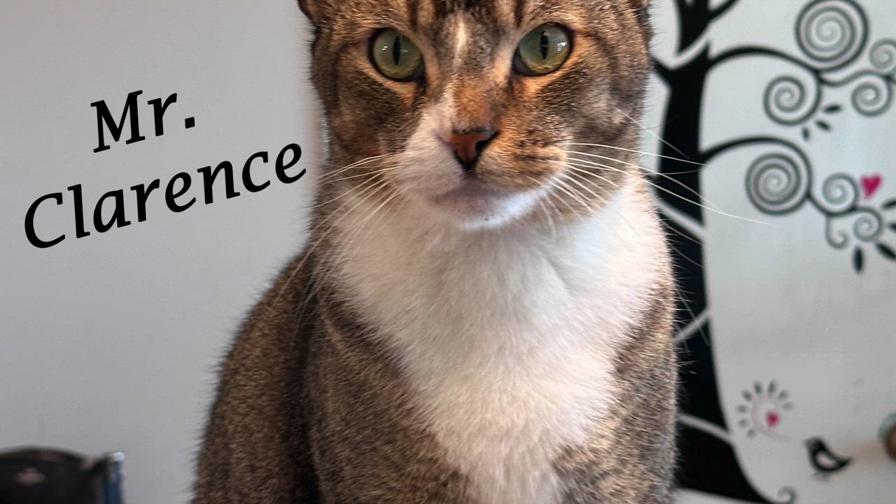 Enlarge Mr. Clarence-really needs a home, a Adoptable mixed breed in Monrovia, CA video 6/6