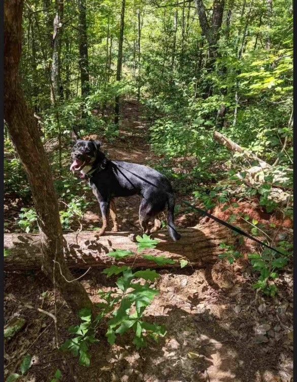 Enlarge Ricky, a Adoptable mixed breed in Greenville, SC image 1/4