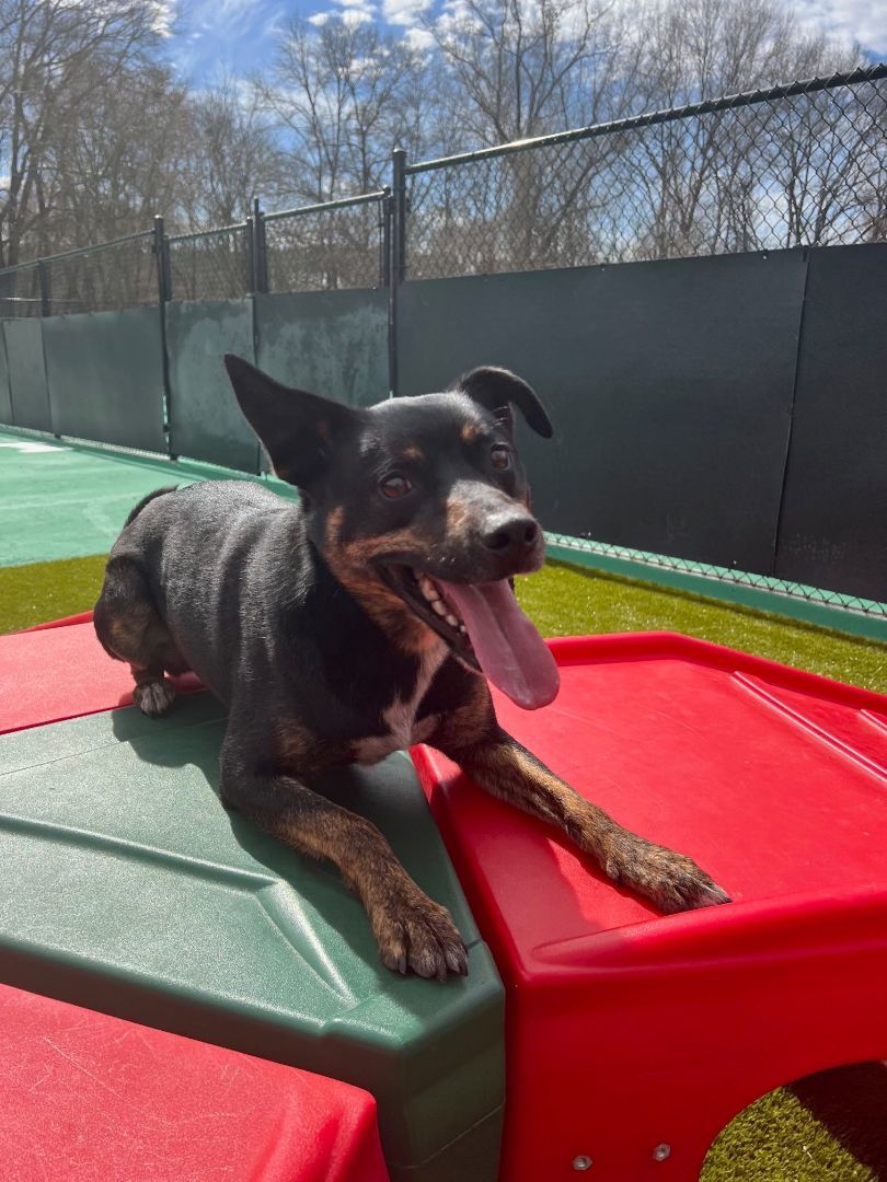 Enlarge Ricky, a Adoptable mixed breed in Greenville, SC image 2/4