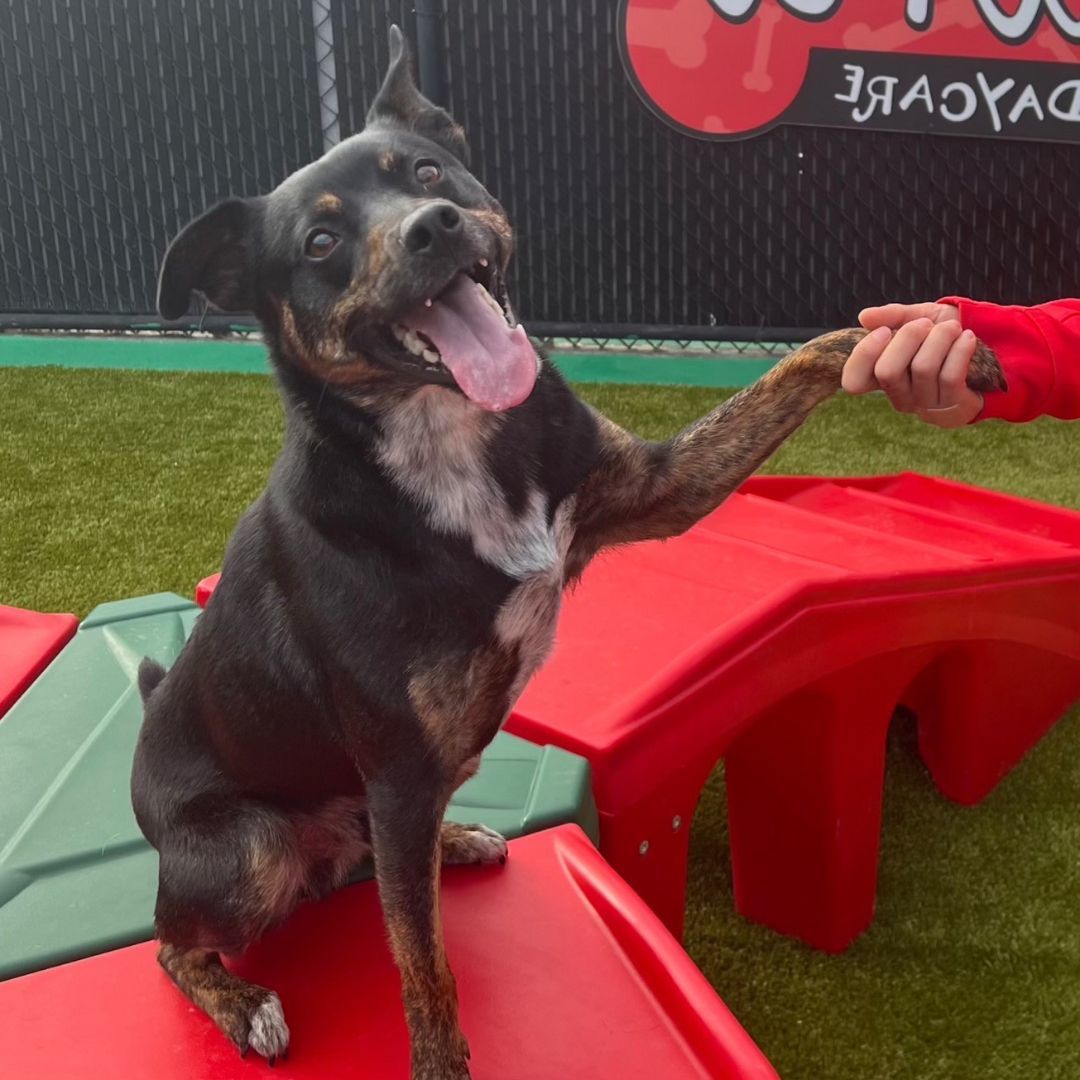 Enlarge Ricky, a Adoptable mixed breed in Greenville, SC image 3/4