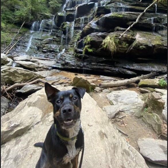 Enlarge Ricky, a Adoptable mixed breed in Greenville, SC image 4/4
