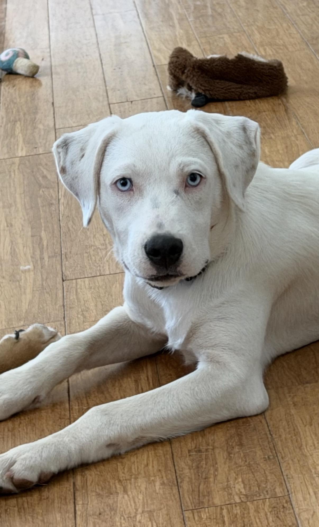 Enlarge Angel, a Adoptable mixed breed in Brentwood , TN image 3/6