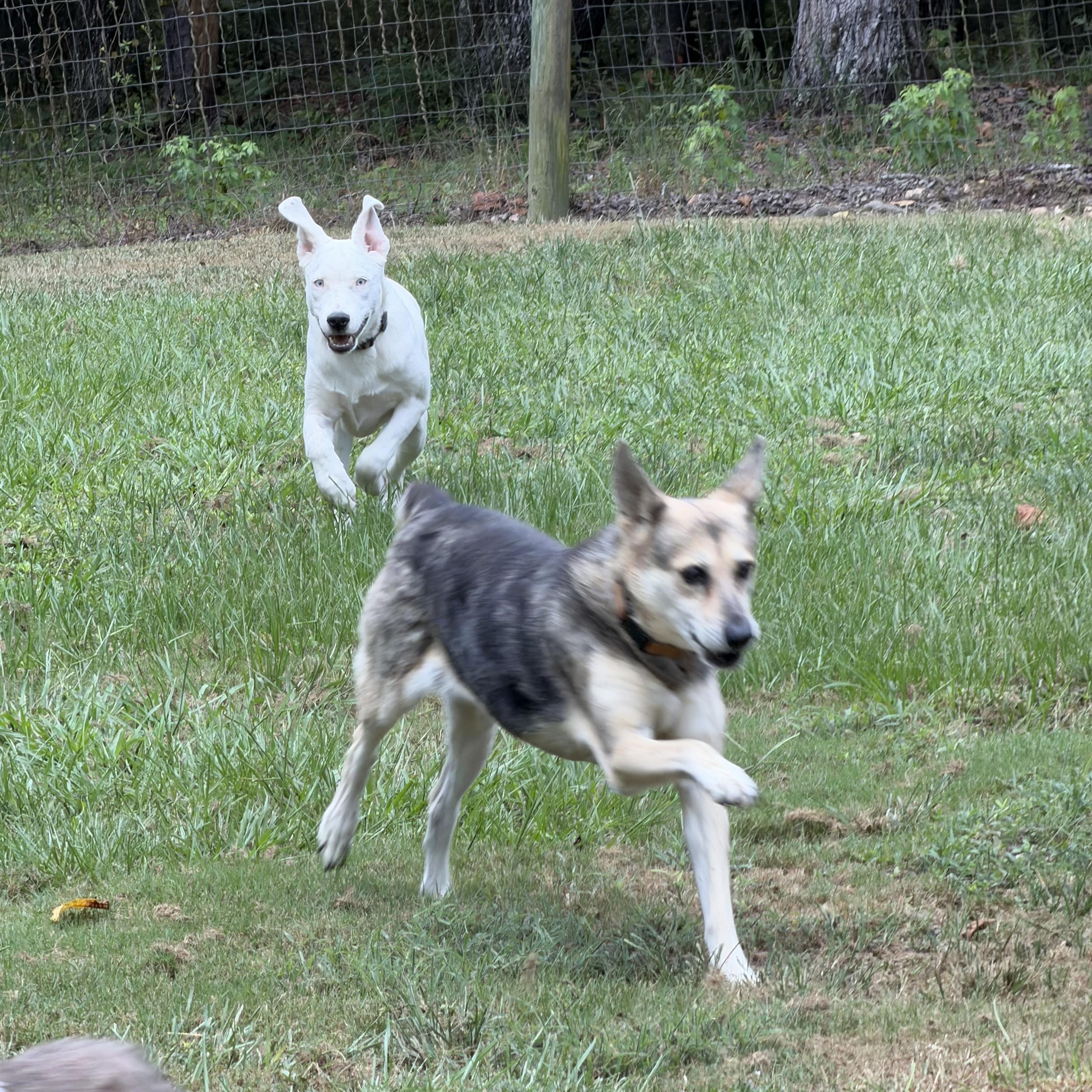 Enlarge Angel, a Adoptable mixed breed in Brentwood , TN image 6/6