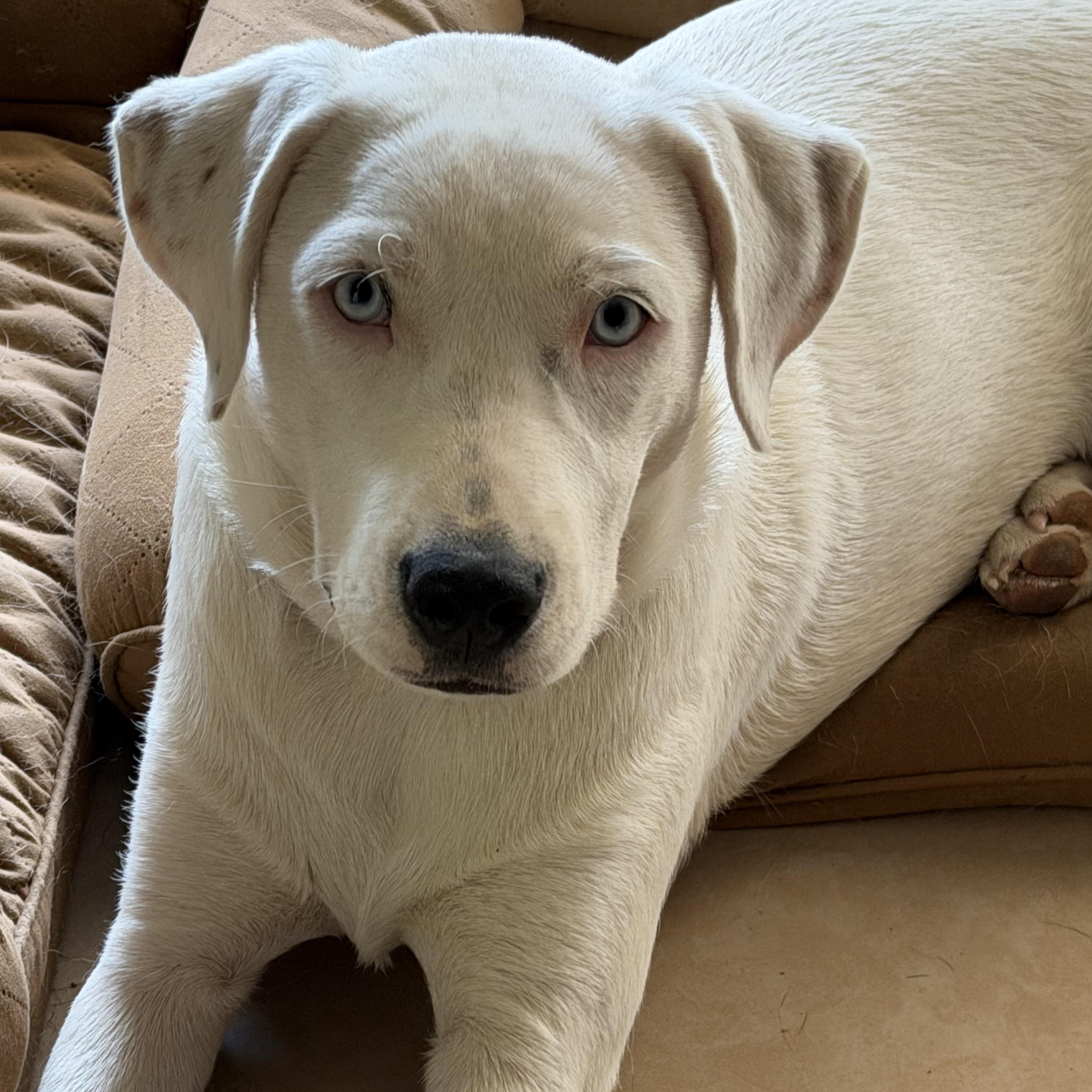 Enlarge Angel, a Adoptable mixed breed in Brentwood , TN image 2/6