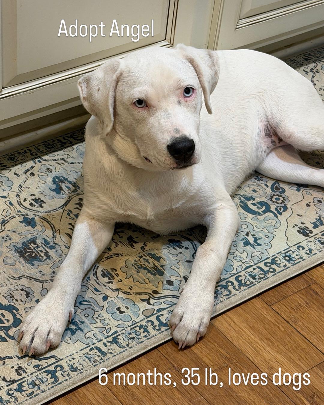 Enlarge Angel, a Adoptable mixed breed in Brentwood , TN image 4/6